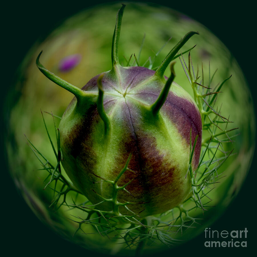 Nigella Damascena Seed Pod Photograph by Yvonne Johnstone