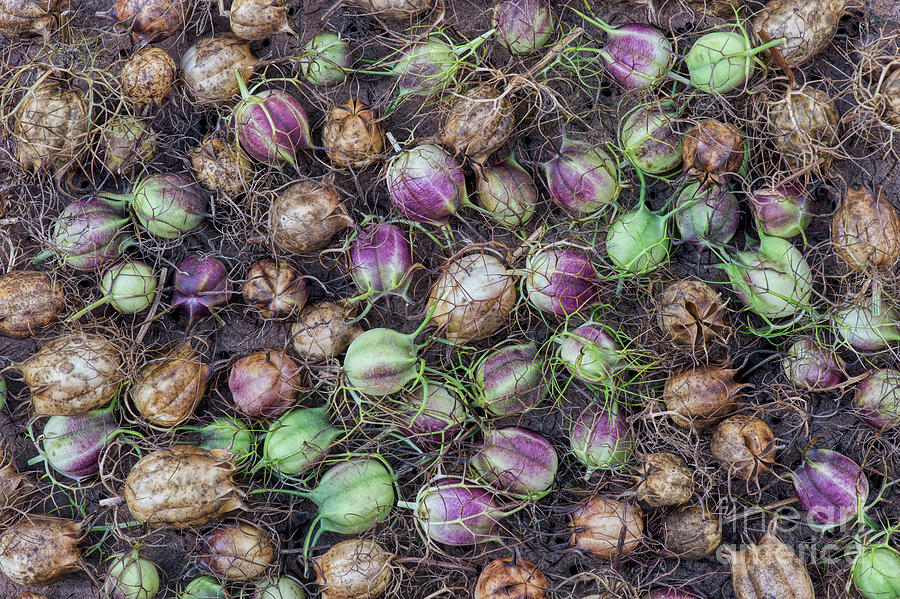Nigella Hispanica Seed Pods Photograph by Tim Gainey