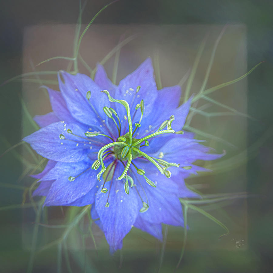 Nigella - Love-in-a-Mist Square Photograph by Teresa Wilson