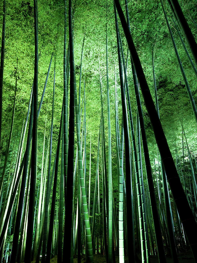 Night Bamboo Photograph by Dale Robinson - Fine Art America