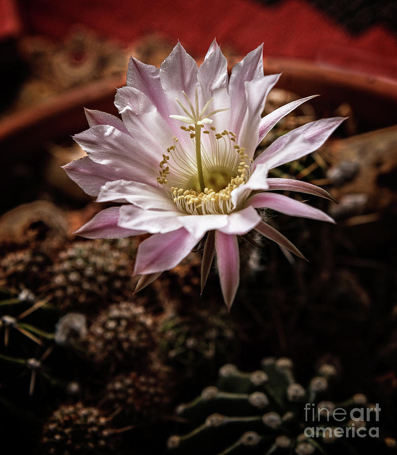 Flower Photograph - Night Bloomer Macro by Robert Bales