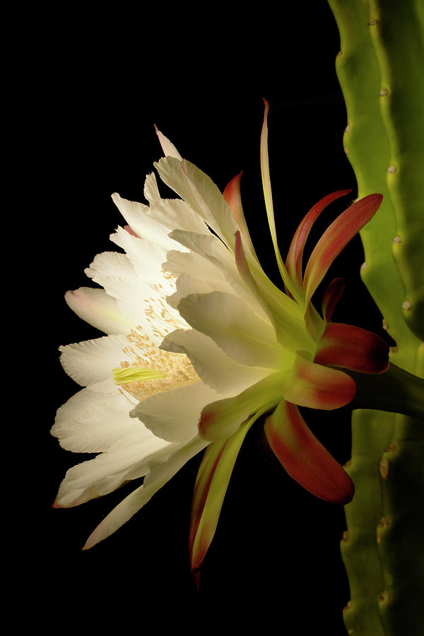 Night Blooming Cactus Photograph by Glennimage