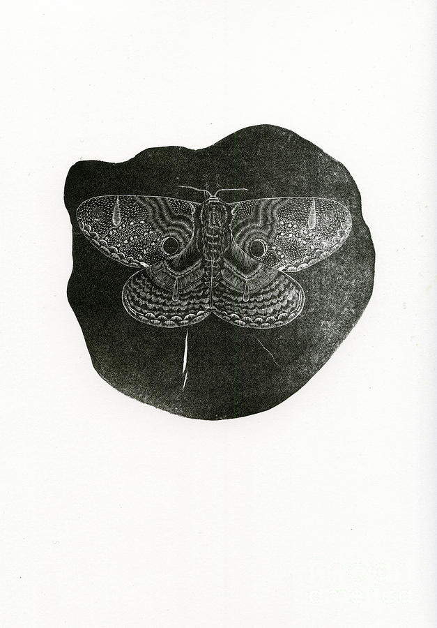 Night Butterfly, 2016 Wood Engraving On Paper Painting by Bella Larsson