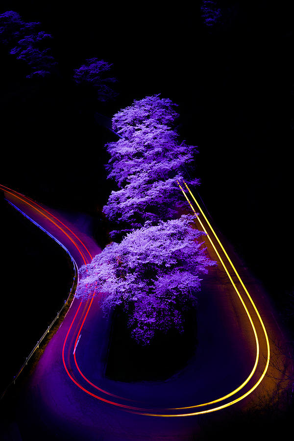 Tree Photograph - Night Dancing Princess by Kazuhito Kosaka