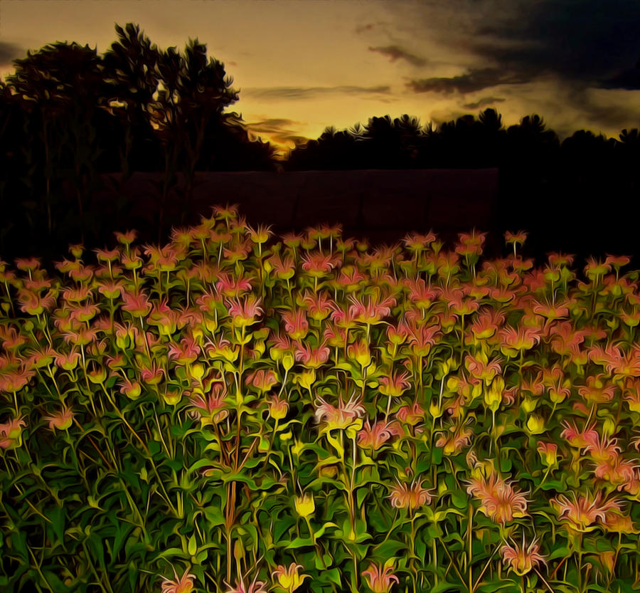 Night Garden Series Photograph by Elizabeth Tillar