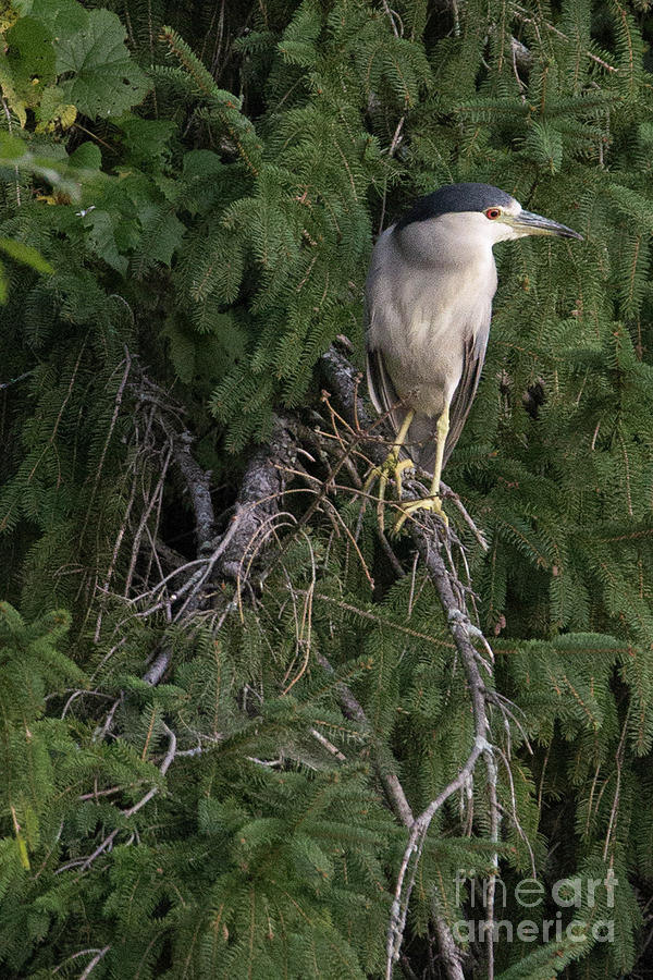Night Heron in the Pines Photograph by Nikki Vig