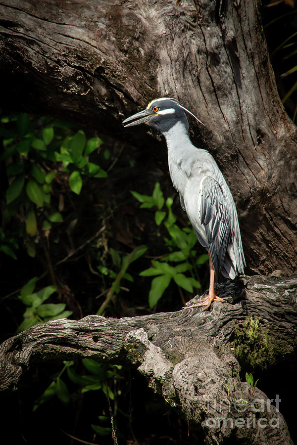 Yellow Crowned Night Heron Lookout  Photograph by Sabrina L Ryan
