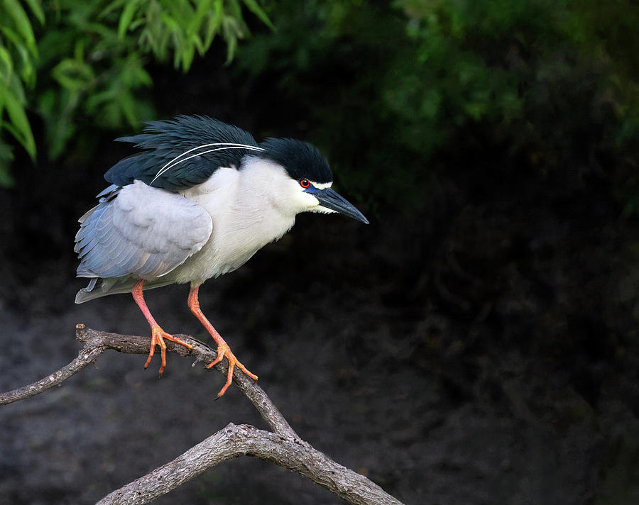 Night Heron Perch Photograph by Art Cole