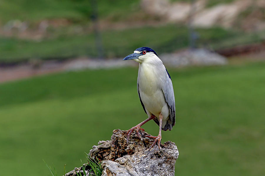 Night Heron Photograph by Ronnie And Frances Howard