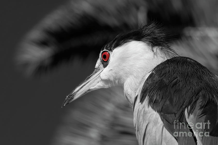 Heron Photograph - Night Heron SC by Elisabeth Lucas