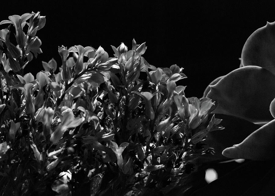 Night in the Greenhouse by Mark Salamon Night in the Greenhouse by Mark Salamon