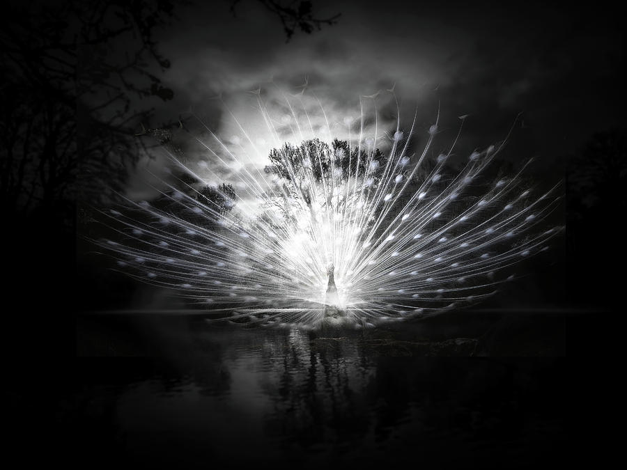 Night in the Park Digital Art by Terry Davis