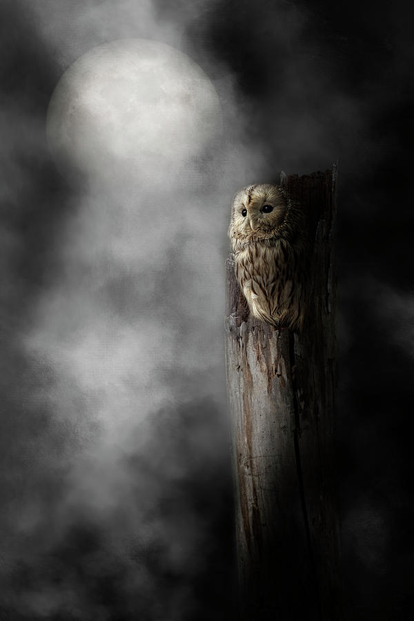 Owl Photograph - Night Owl 2019 by Bill Wakeley