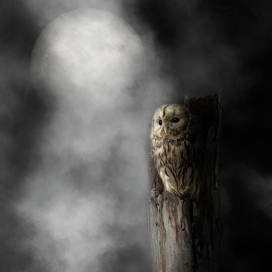 Night Owl 2019 square Photograph by Bill Wakeley