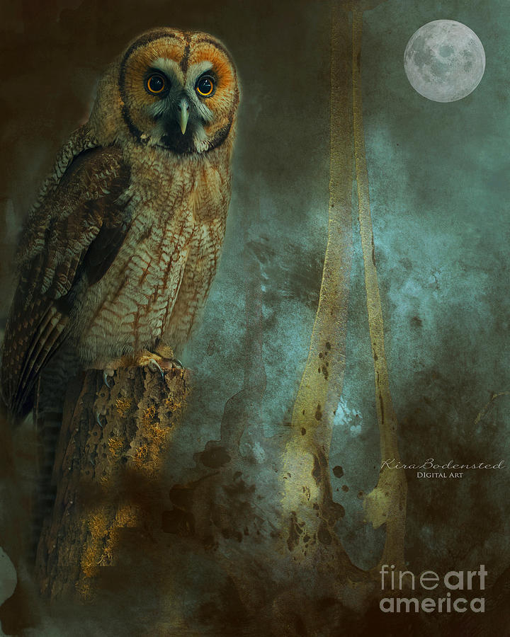 Night Owl Photograph by Kira Bodensted