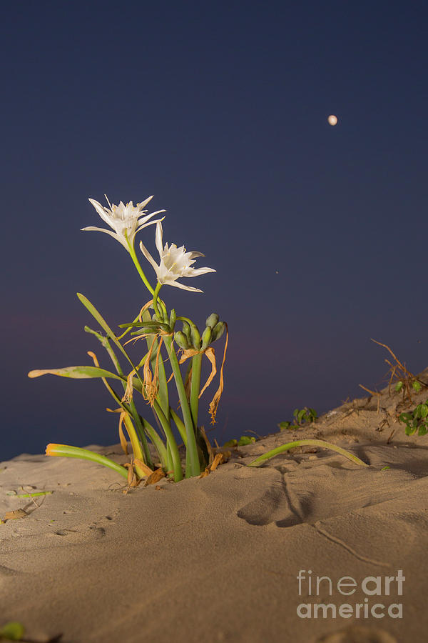 Night photography of Pancratium maritimum, or sea daffodil q3 Photograph by Alon Meir