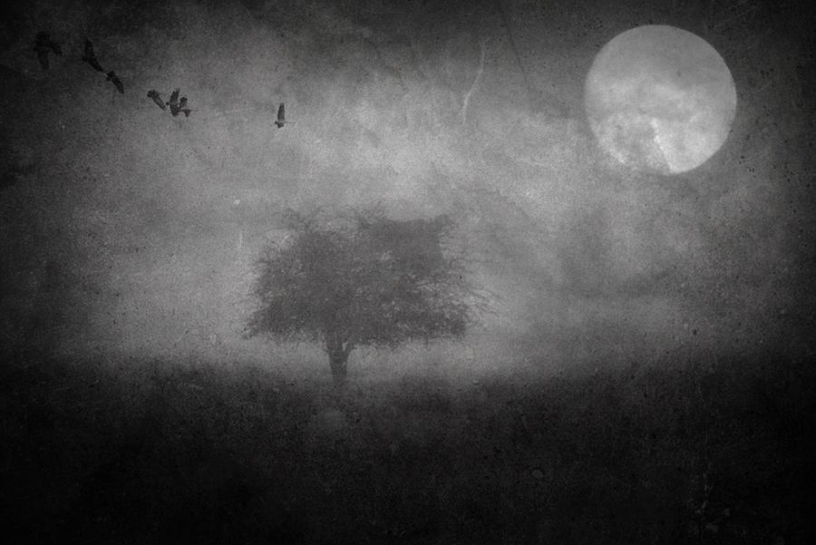 Surrealism Photograph - Night Ranger by Robert Fabrowski