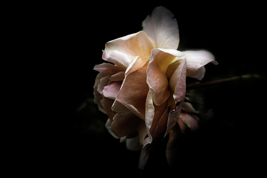 Night Rose Photograph by DonaRose