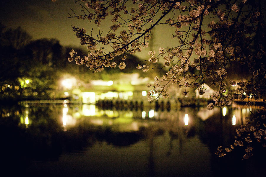 Night Sakura Photograph by Jdphotography - Fine Art America