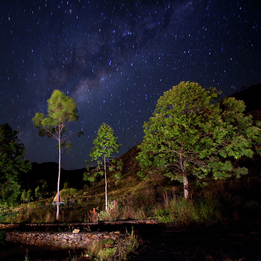 Night Scene With Trees And Milky Way Photograph by Photographed By Jorge Santos