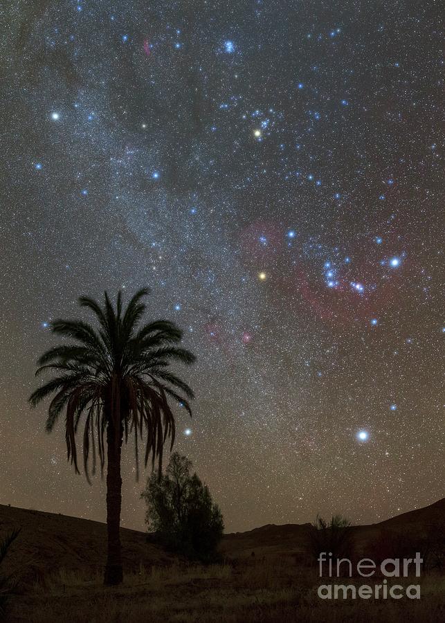 Night Sky Over A Palm Tree Photograph by Amirreza Kamkar / Science Photo Library