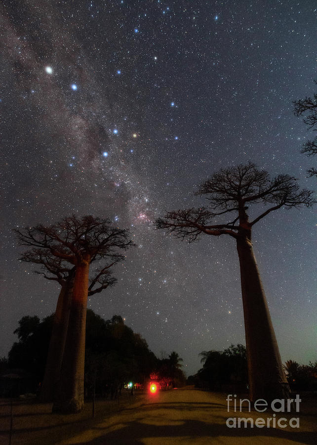 Night Sky Over Avenue Of Baobabs Photograph by Amirreza Kamkar / Science Photo Library