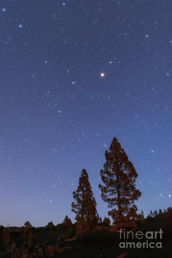 Night Sky Over Pine Trees Photograph by Amirreza Kamkar / Science Photo Library