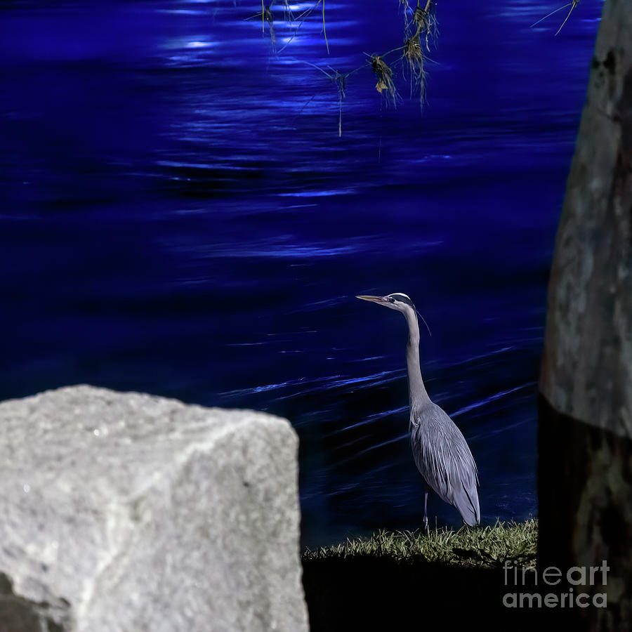 Night Stalker-1 Photograph by Charles Hite