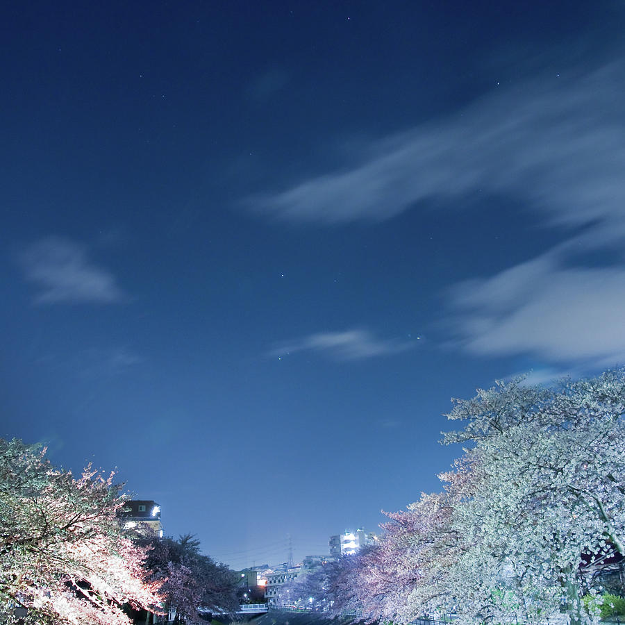 Night Starry Cherry Blossom Photograph by Noriakimasumoto