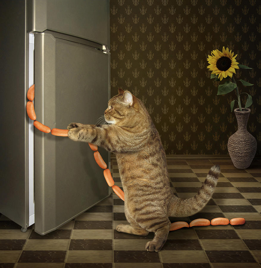 Cat Photograph - Night Thief ... by Irina Kuznetsova (iridi)