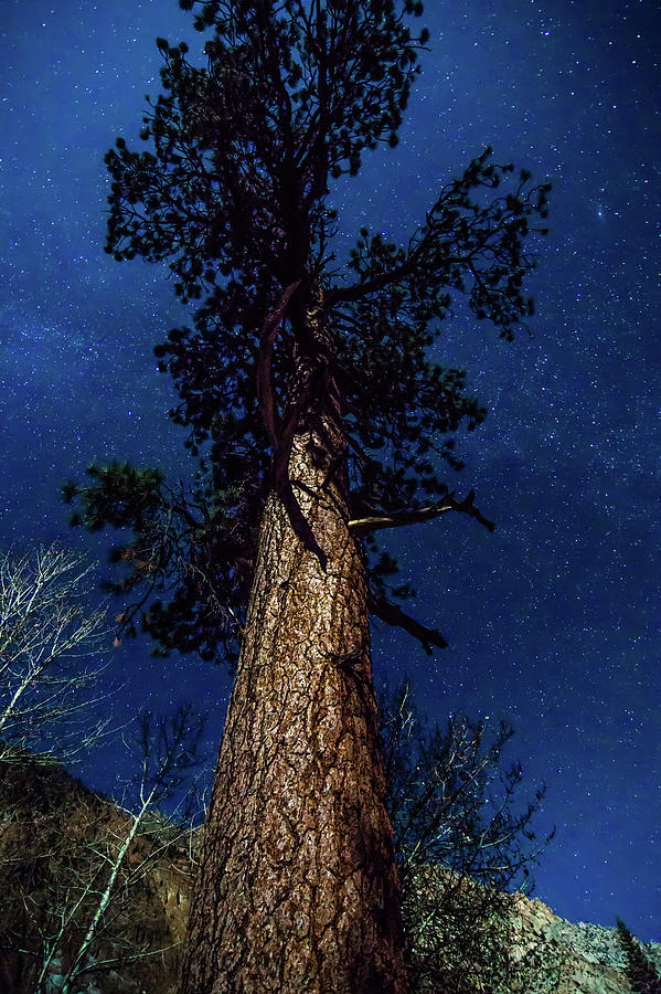 Night Time And Tall Tree Near Yosemite National Park Photograph