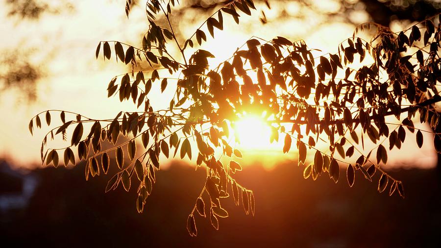 Night Tree On Sunrise Background Photograph