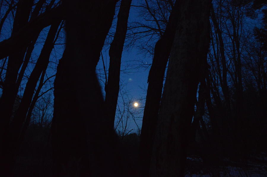 Night Trees Photograph by Aaron Cortina | Fine Art America