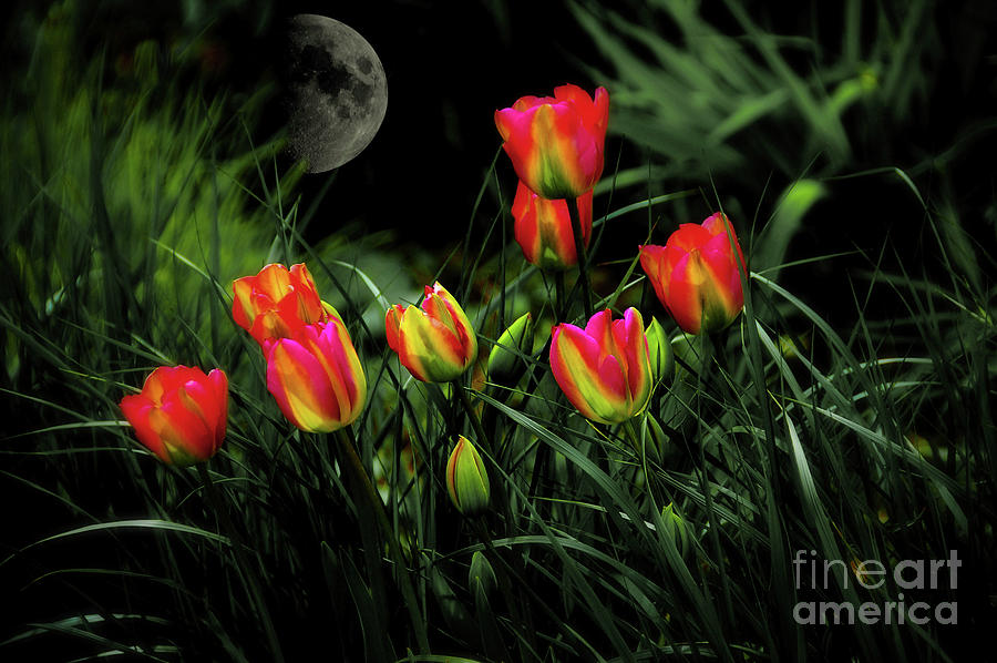Night Tulips Mixed Media by Elaine Manley
