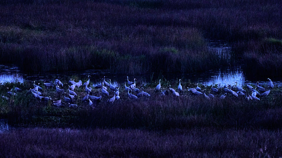 Night watch. Eurasian cranes Photograph by Jouko Lehto