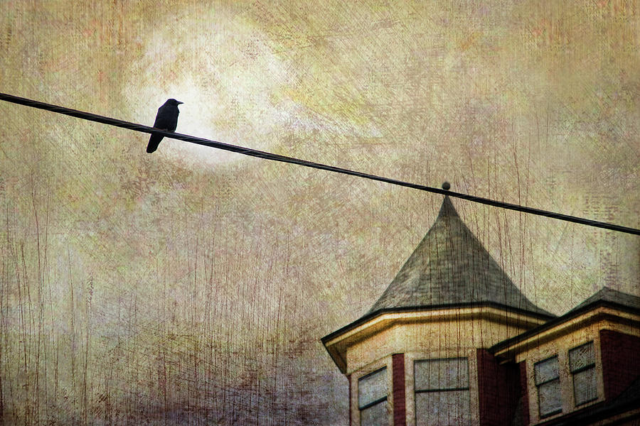 Nightfall And A Crow Photograph by Theresa Tahara