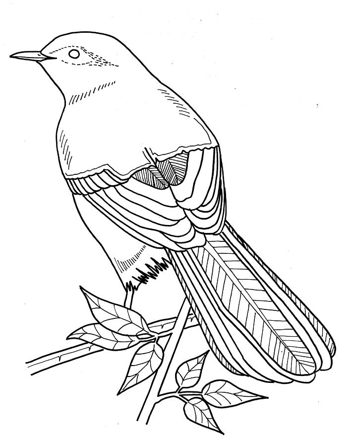 Nightingale  Nightingale bird Nightingale Bird artwork