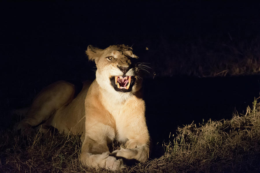 Nightmare Lioness Photograph by Mark Hunter