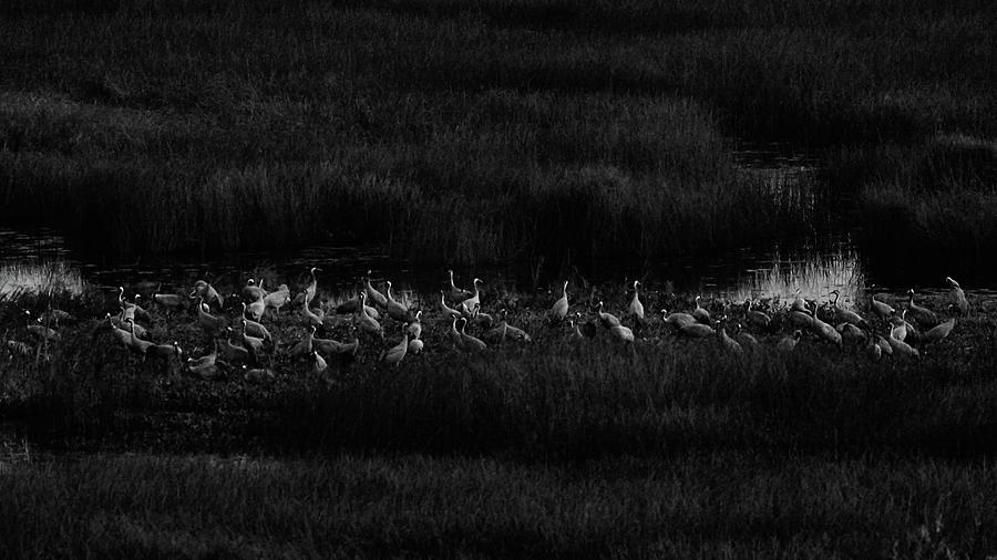 Night watch bw. Eurasian cranes Photograph by Jouko Lehto