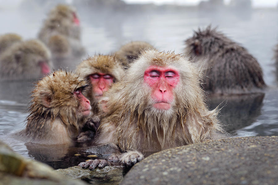 Nihon Zaru Japanese Snow Monkey Photograph by Gisle Daus