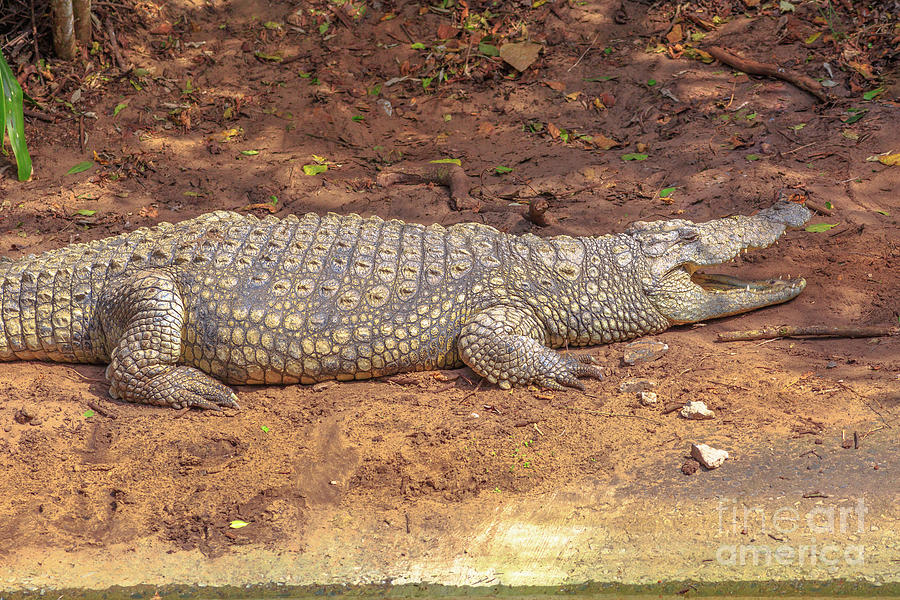 Nile Crocodile angry Photograph by Benny Marty