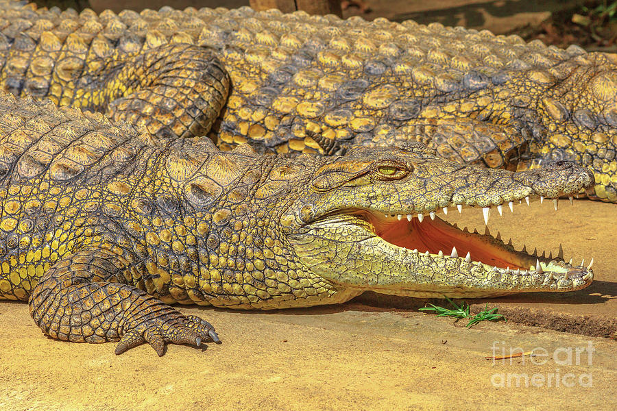 Nile Crocodile face Photograph by Benny Marty