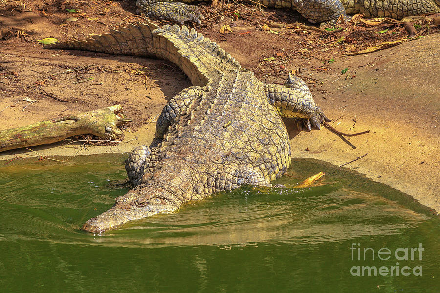 Nile Crocodile in the water Photograph by Benny Marty