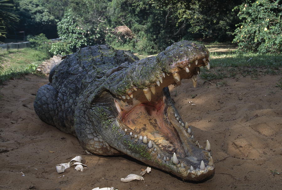 Nile Crocodile Photograph by Nhpa