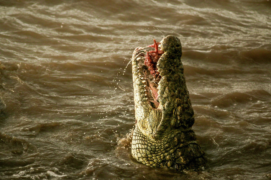 Nile Crocodile Photograph by Ramabhadran Thirupattur