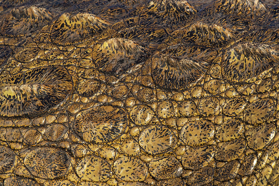 Nile Crocodile Skin Detail Chobe National Park by Ann Steve Toon Naturepl