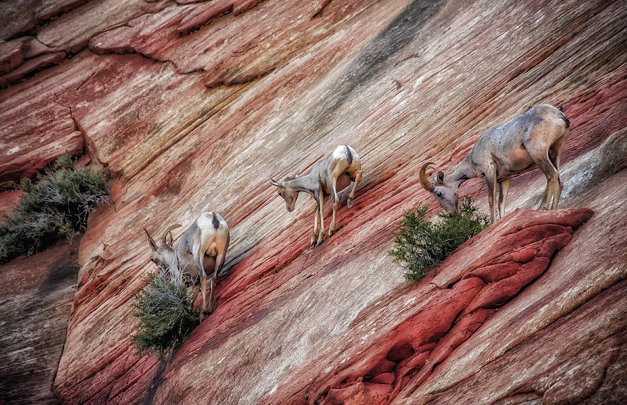 Nimble Mountain Goats 5694 Photograph by Donald Brown