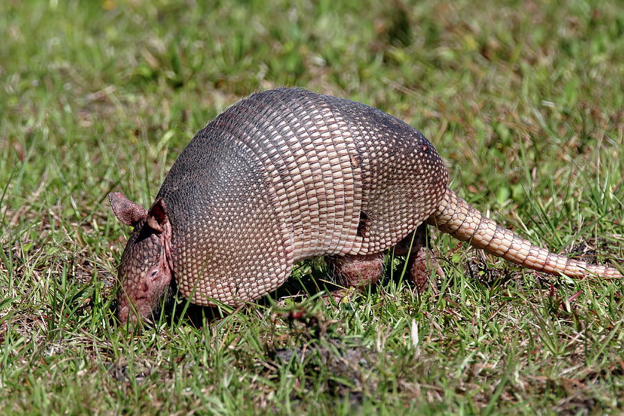 Nine Banded Armadillo Photograph by Daniel Caracappa - Fine Art America