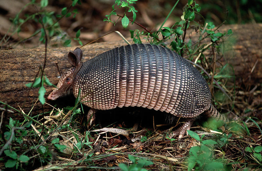 Nine-banded Armadillo Dasypus Photograph by Nhpa
