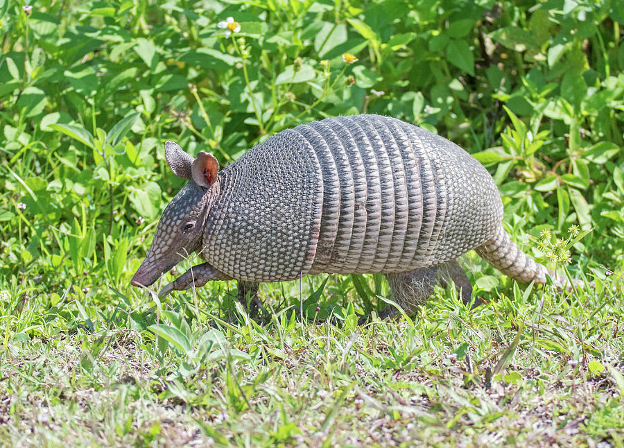 Nine-banded Armadillo Photograph by John Serrao - Fine Art America